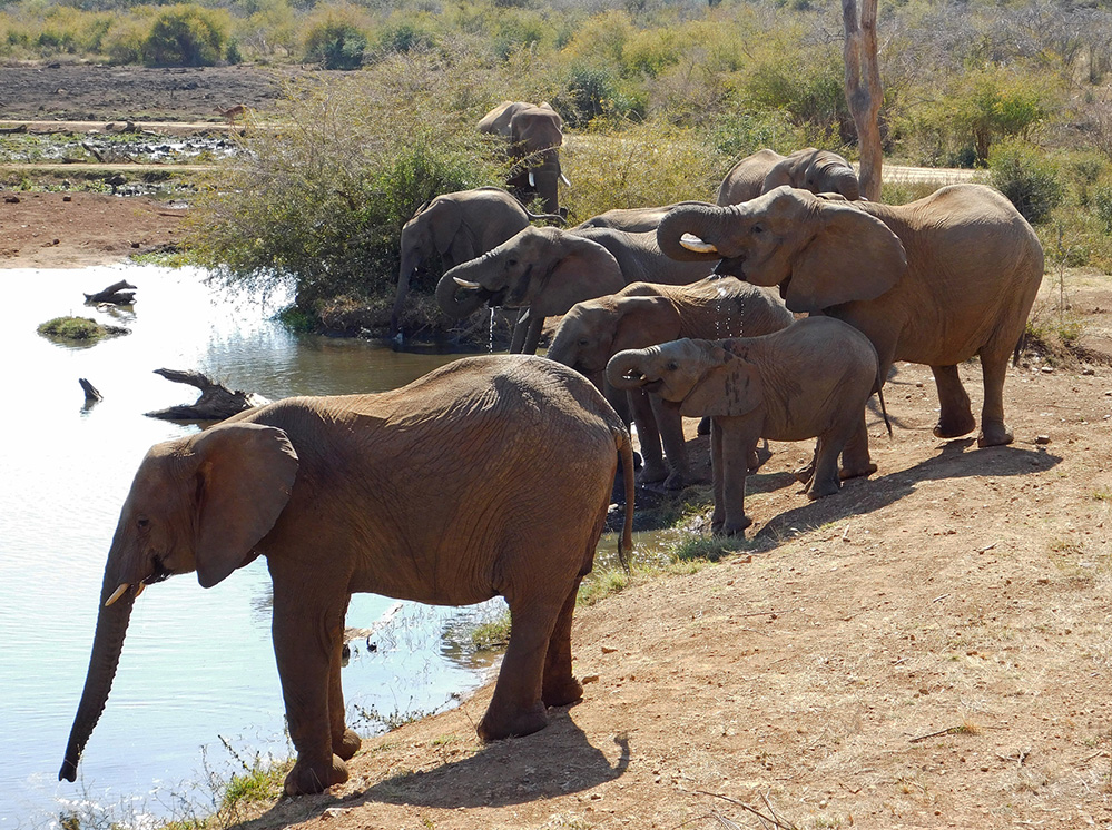 Daughters Photos Elephants at the Water Hole 3